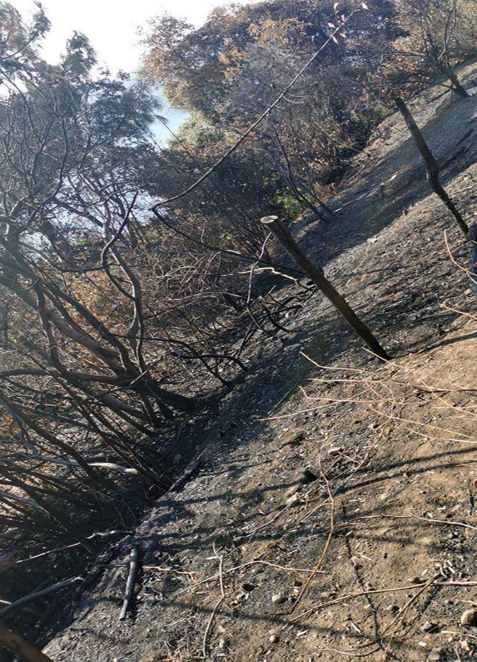 Beykoz'da orman yangını - 1