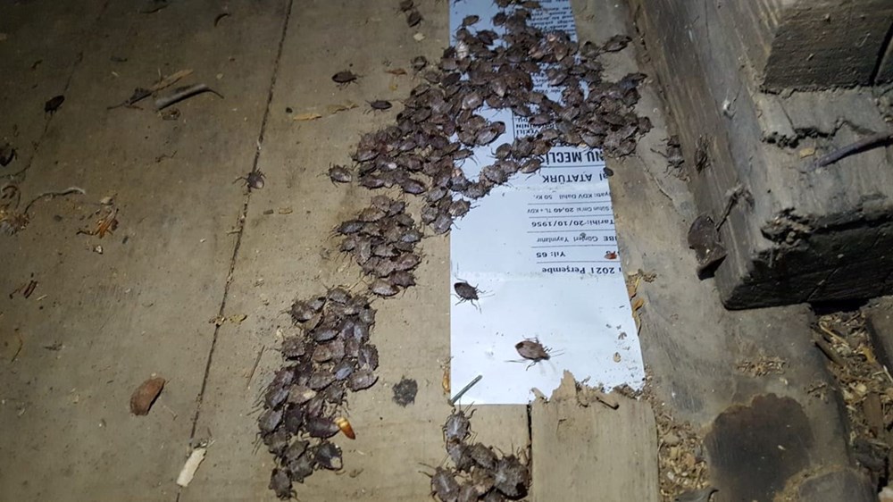 Karadeniz'de "istilacı böcek" kabusu | 14 bin yumurta bırakıyor - 2