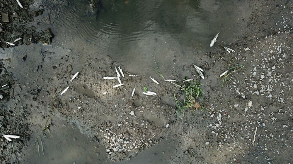 Alibeyköy Deresi'ndeki balık ölümlerine inceleme - 11