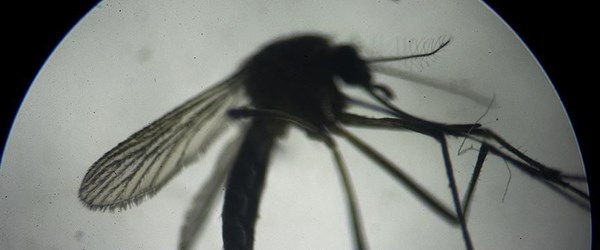 Hindistan'da zika virüsü alarmı