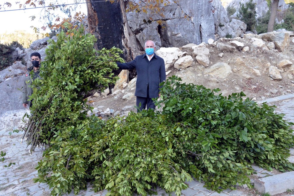 Dağlardan topladıkları defneden günlük 500 lira kazanıyorlar - 9