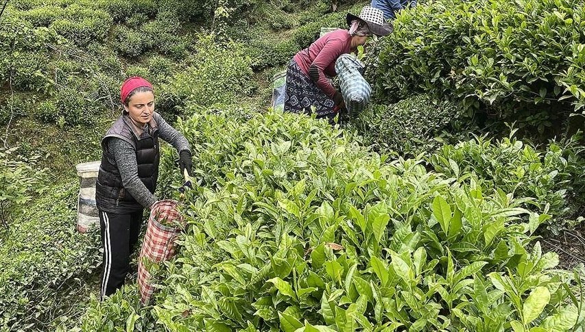 ÇAYKUR'dan randevulu yaş çay alım sistemine ilişkin yeni düzenleme