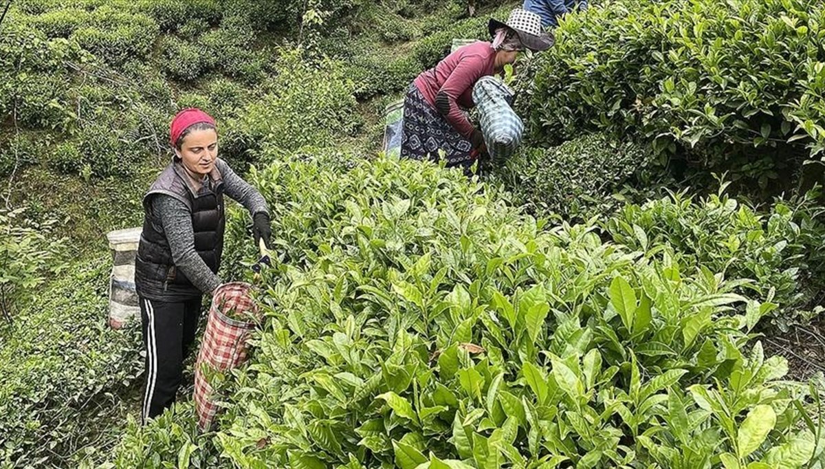ÇAYKUR'dan randevulu yaş çay alım sistemine ilişkin yeni düzenleme ÇAYKUR'dan randevulu yaş çay alım sistemine ilişkin yeni düzenleme