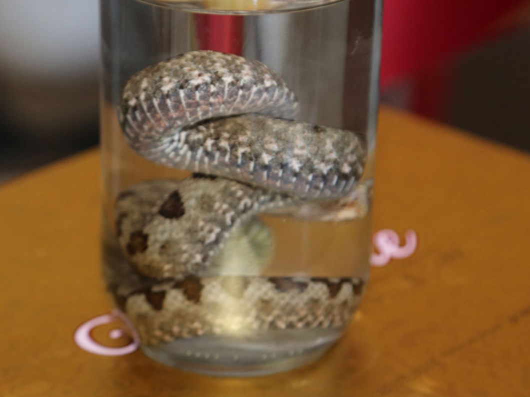 ordu da boynuzlu engerek yilani