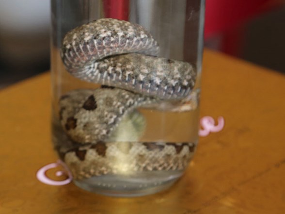 ordu da boynuzlu engerek yilani