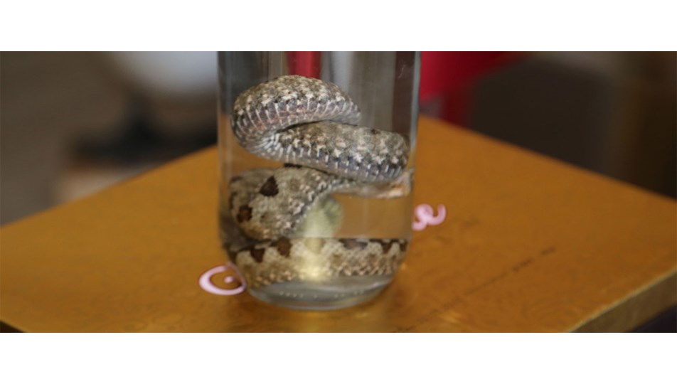 ordu da boynuzlu engerek yilani