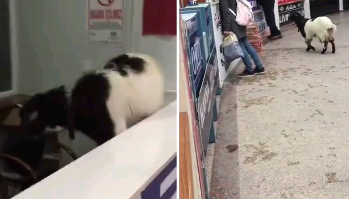 İnatçı keçi, paraları alıp kaçtı
