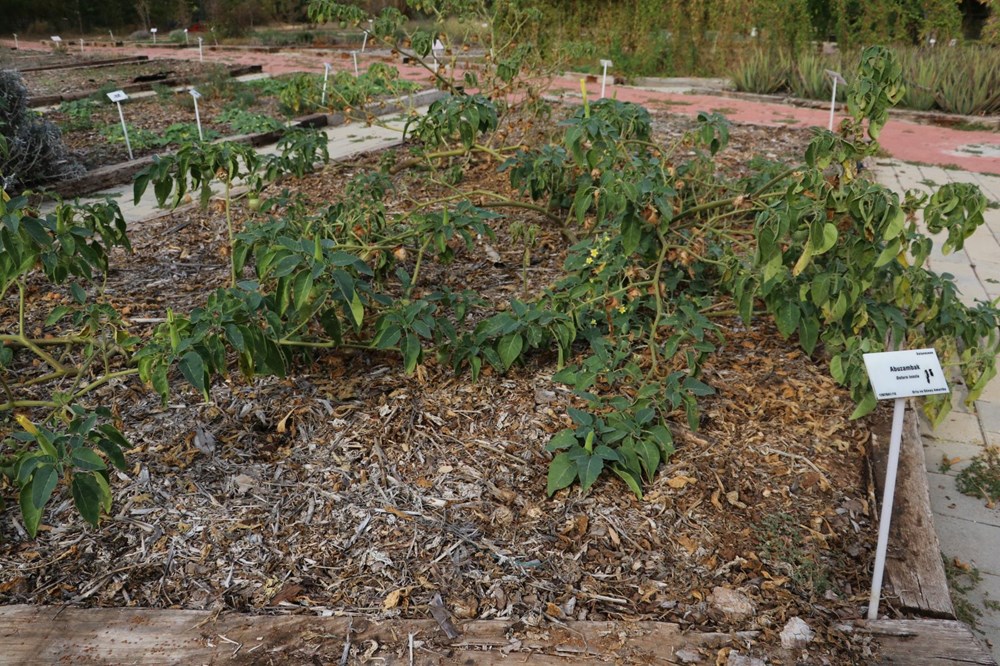 Sakın barbunya sanıp yemeyin! (Siyanürden 6 bin kat daha zehirli) - 11