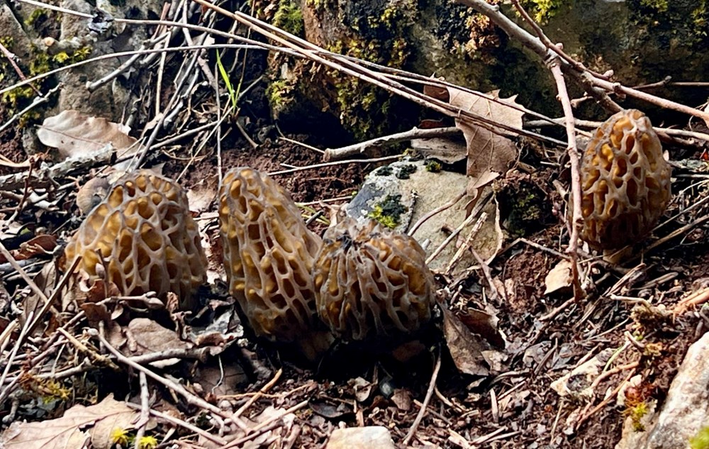 Yöre halkının gelir kaynağı: Dönem açılışında kilosu bin 200 lira 75 hyR