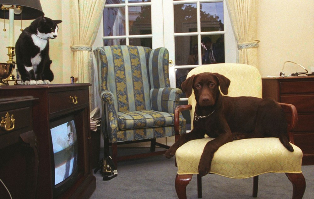 Joe Biden, Beyaz Saray’a sahiplendiği iki köpeği ile taşınacak (Beyaz