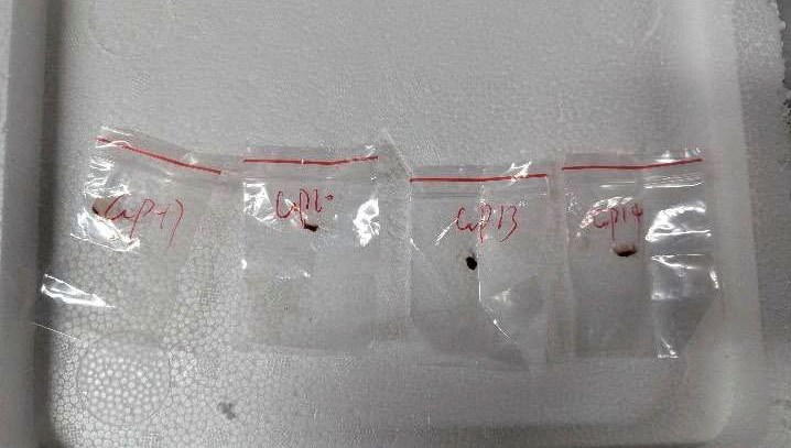 ABD'de Çinliler ölümcül mantarlarla yakalandı