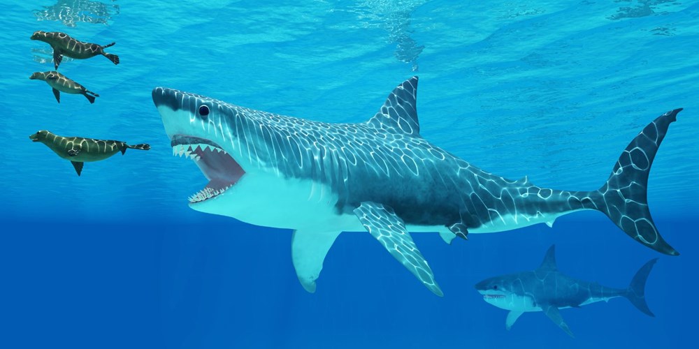 Megalodon köpekbalığının gerçek
boyutları ilk kez ortaya çıkarıldı - 3