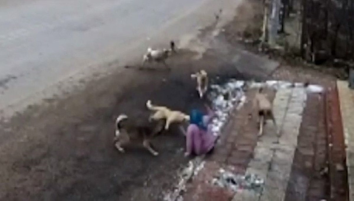 Kaçarken düşünce köpeklerin arasında kaldı Kaçarken düşünce köpeklerin arasında kaldı