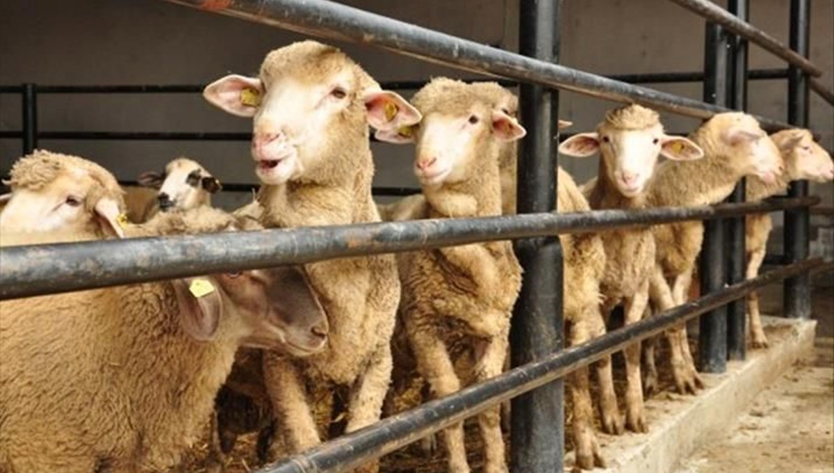 Kurban Bayramı ne zaman, hangi güne denk geliyor? (2023 Kurban Bayramı tarihi) Kurban Bayramı ne zaman, hangi güne denk geliyor? (2023 Kurban Bayramı tarihi)