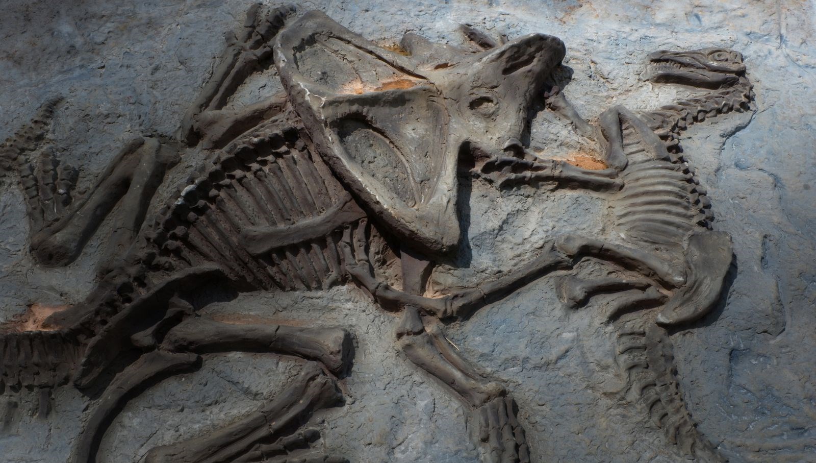 Dinozorda kanser tespit edildi