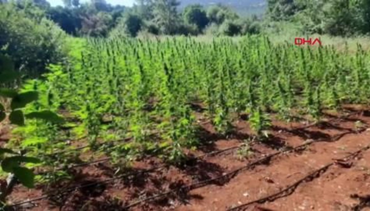 Diyarbakır'da 1 milyon 781 bin kök kenevir, 511 kilo esrar ele geçirildi; 1 gözaltı Diyarbakır'da 1 milyon 781 bin kök kenevir, 511 kilo esrar ele geçirildi; 1 gözaltı