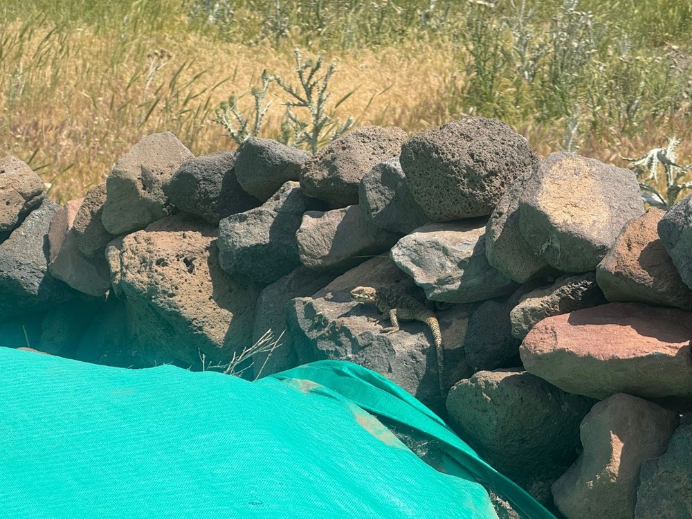 Nadir görülen sürüngen türü: Kafkas keleri görüntülendi - 3