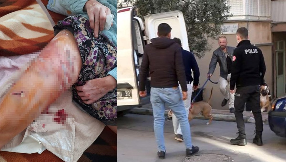 Antalya'da iki Pitbull kadına saldırdı