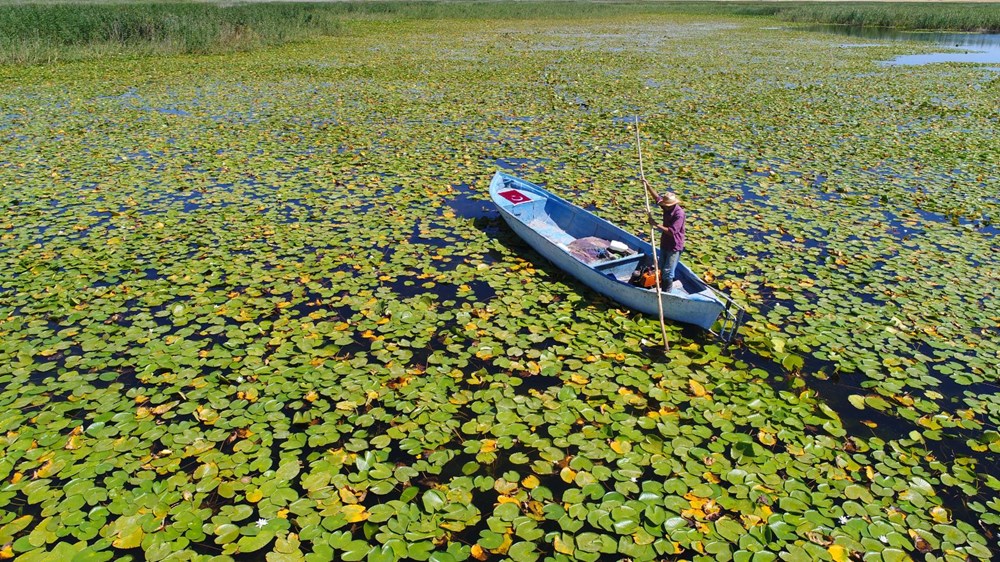 Türkiye'nin en büyük nilüfer bahçesi: Beyşehir Gölü - 2