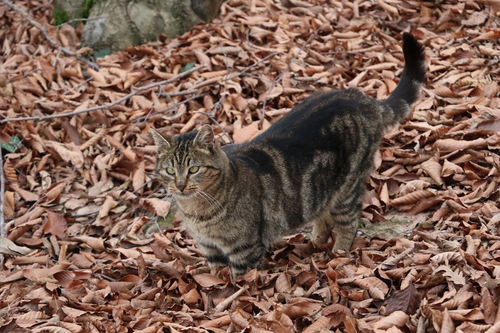 Sokak kedileri için �Kedi kasabası� NTV