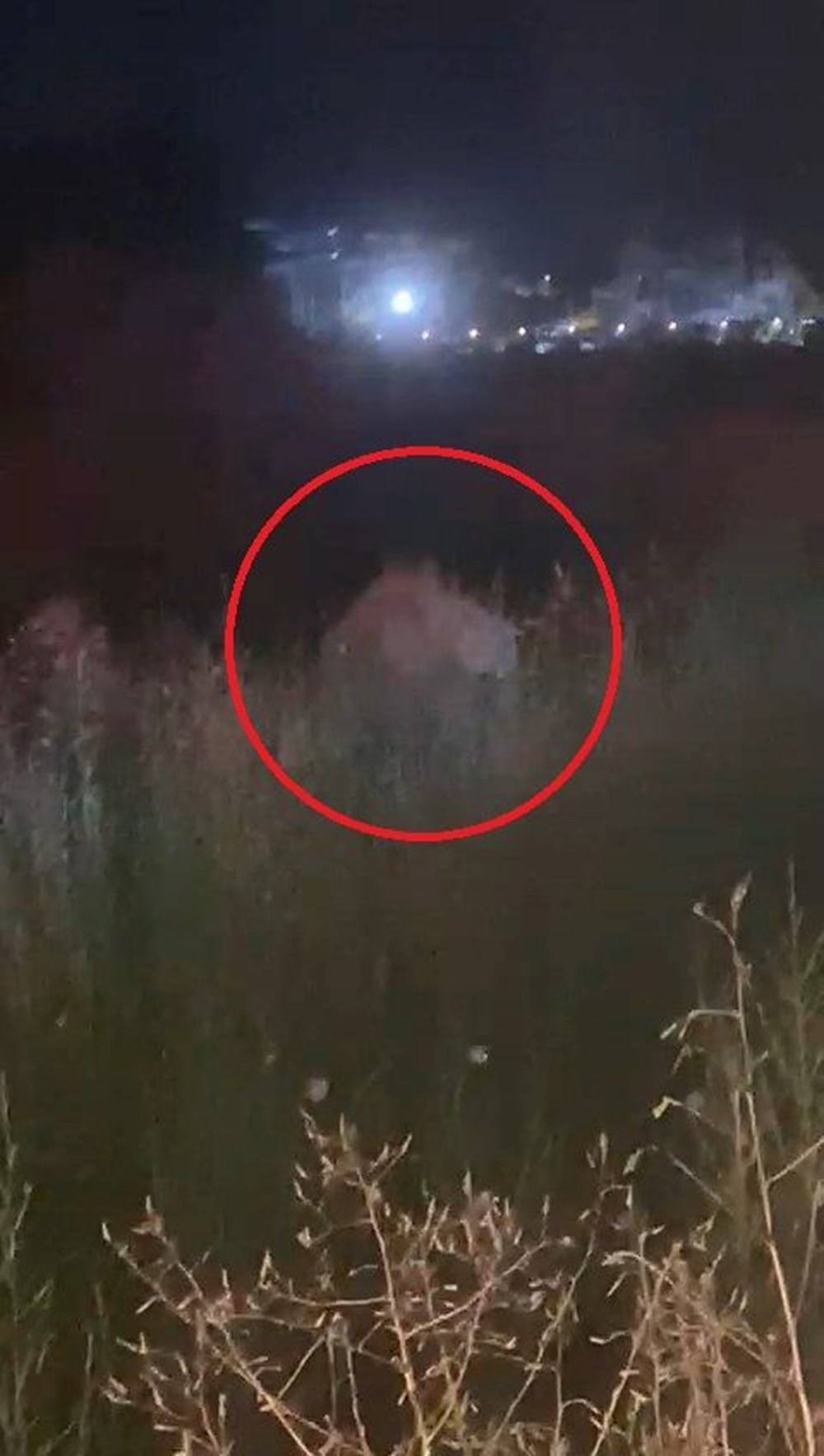 Manavgat'ta firari aslanla boğuşan adam anlattı: Bir anda üstüme çöktü - 5