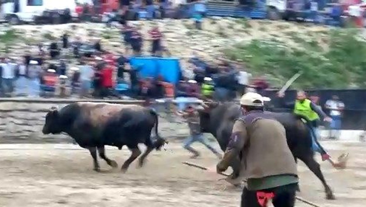 Rize'de boğalar seyircilerin arasına daldı