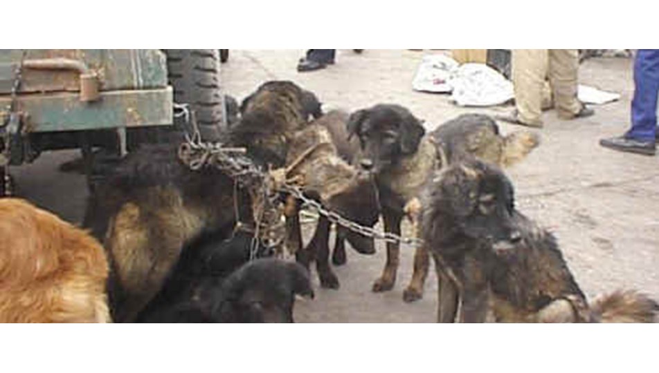 Çin�de 800 köpek yemek olmaktan kurtarıldı NTV