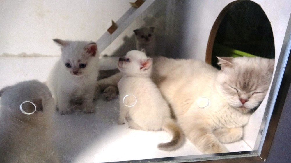 Kedi Oteli bayramda tamamen doldu - 11
