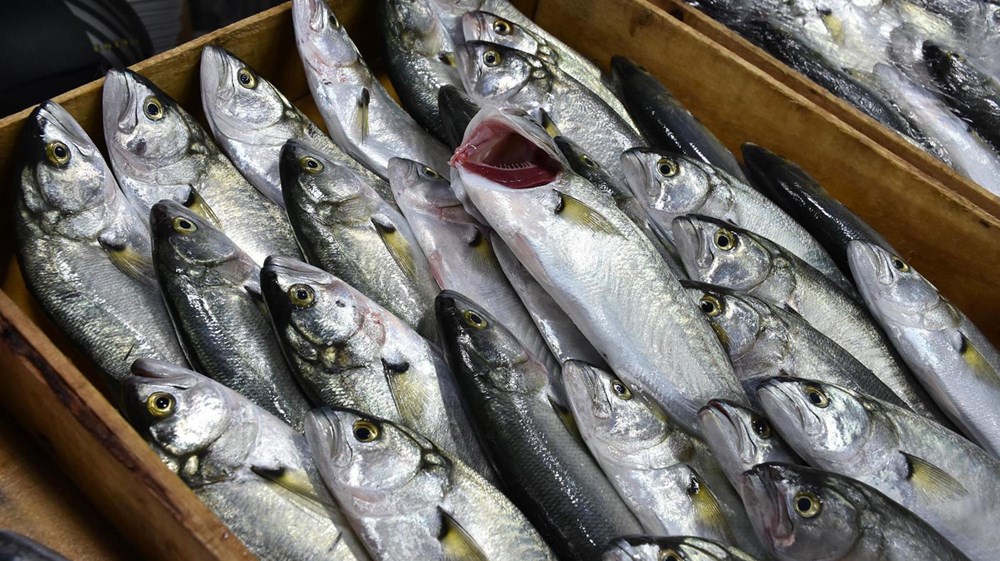 Karadeniz'in en değerlisi: Kilosu 200 lira - 5