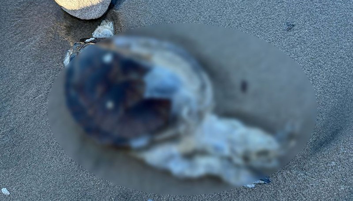 Sahile ölü caretta caretta vurdu Sahile ölü caretta caretta vurdu