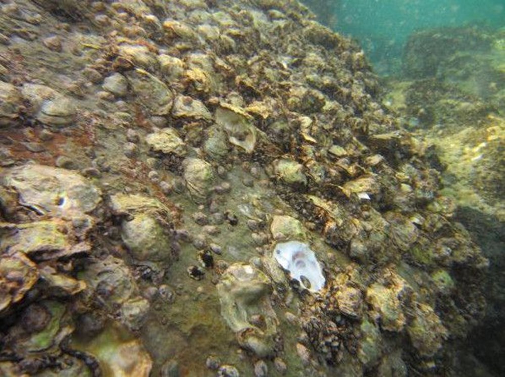 Karadeniz'de 'Pasifik istiridyesi' istilası - 6