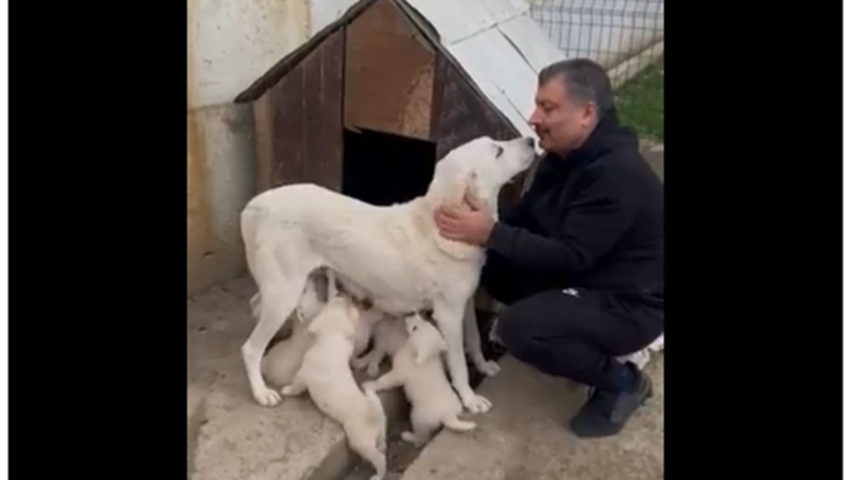 Sağlık Bakanı Koca, yavrulayan köpeği Sultan'la videosunu paylaştı