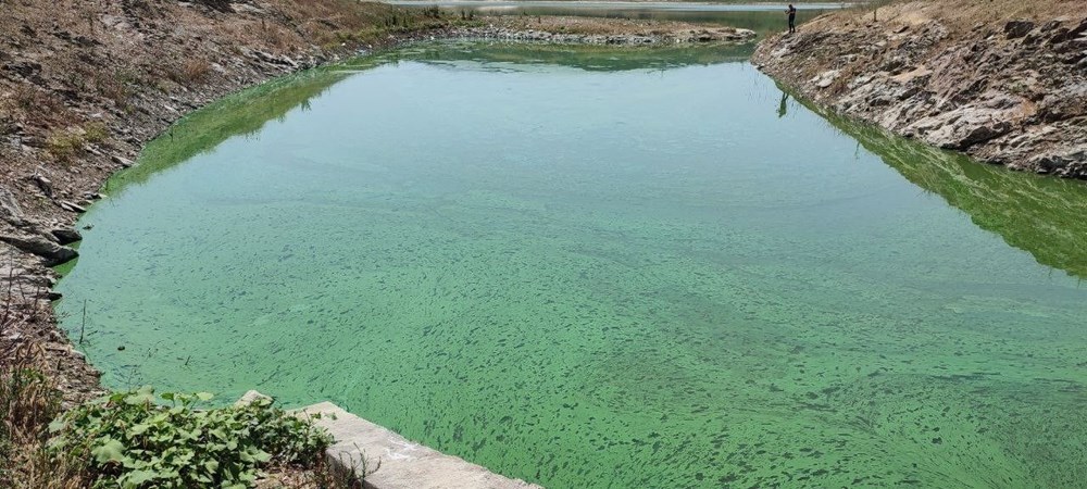 Sazlıbosna Gölü yeşil tabaka ile kaplandı - 4
