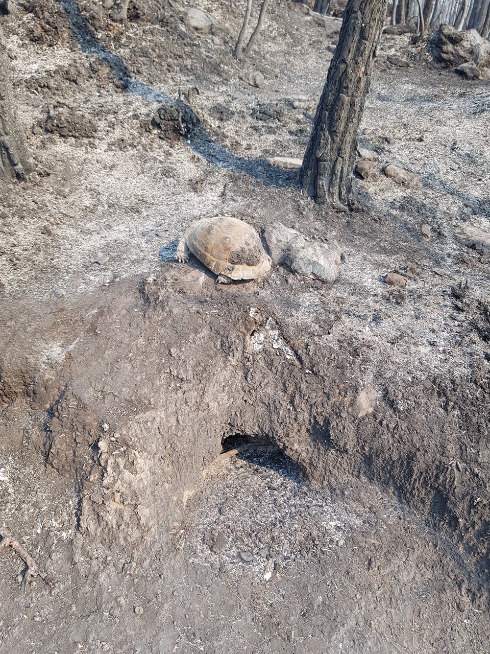 Manavgat'ta kaplumbağanın mucize kurtuluşu - 2
