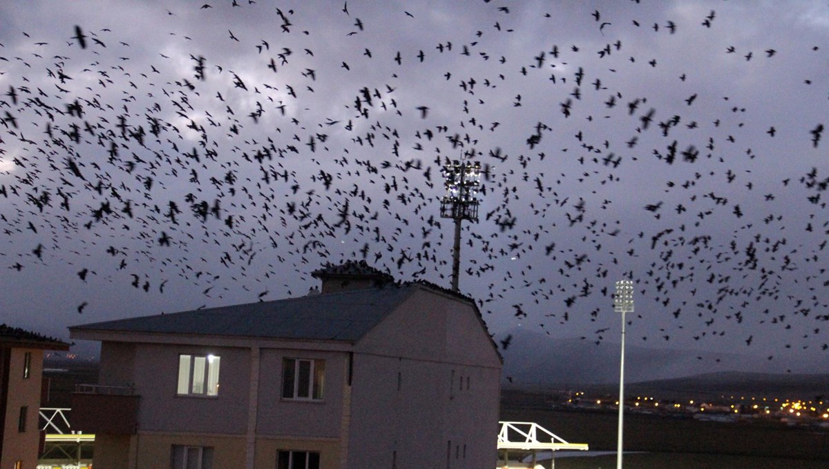 Karga kabusu geri döndü