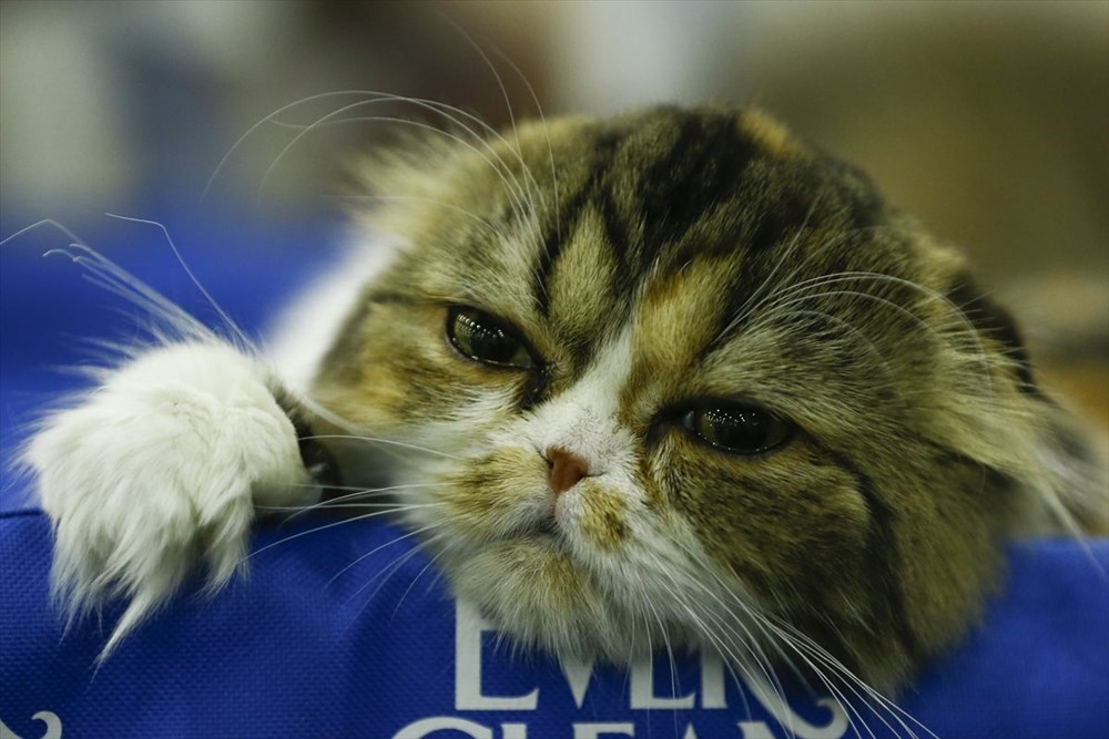 Kedi fuarından renkli fotoğraflar (Catsburg) Magazin Haberleri NTV