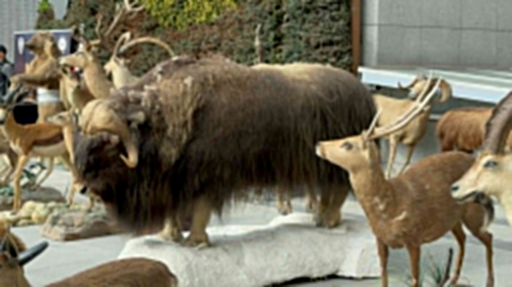 İstanbul’da dondurulmuş hayvan müzesine operasyon: Timsah,
aslan, çita, bizon tahnitlerine el konuldu - 7