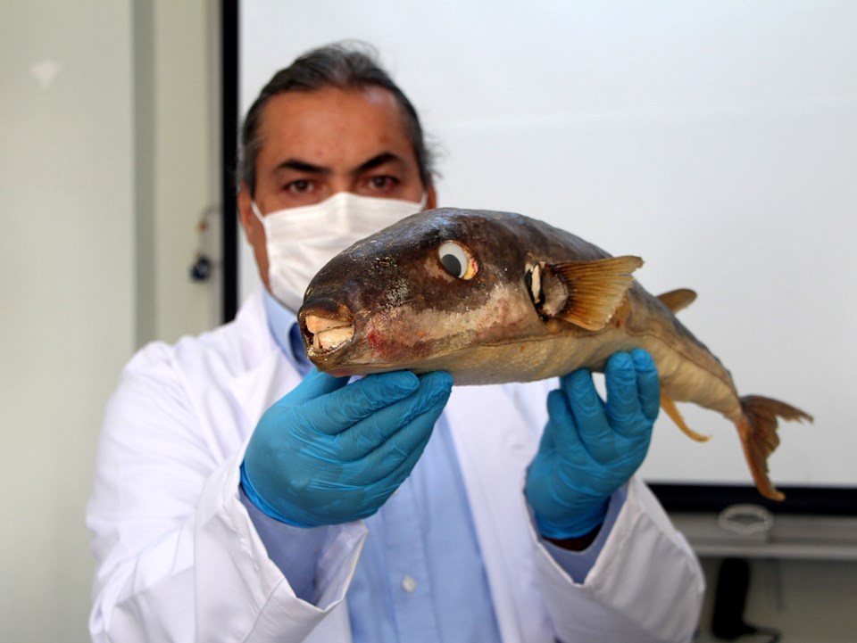 'Balon balığının zehri, kanser tedavisinde kullanılabilir' - 2
