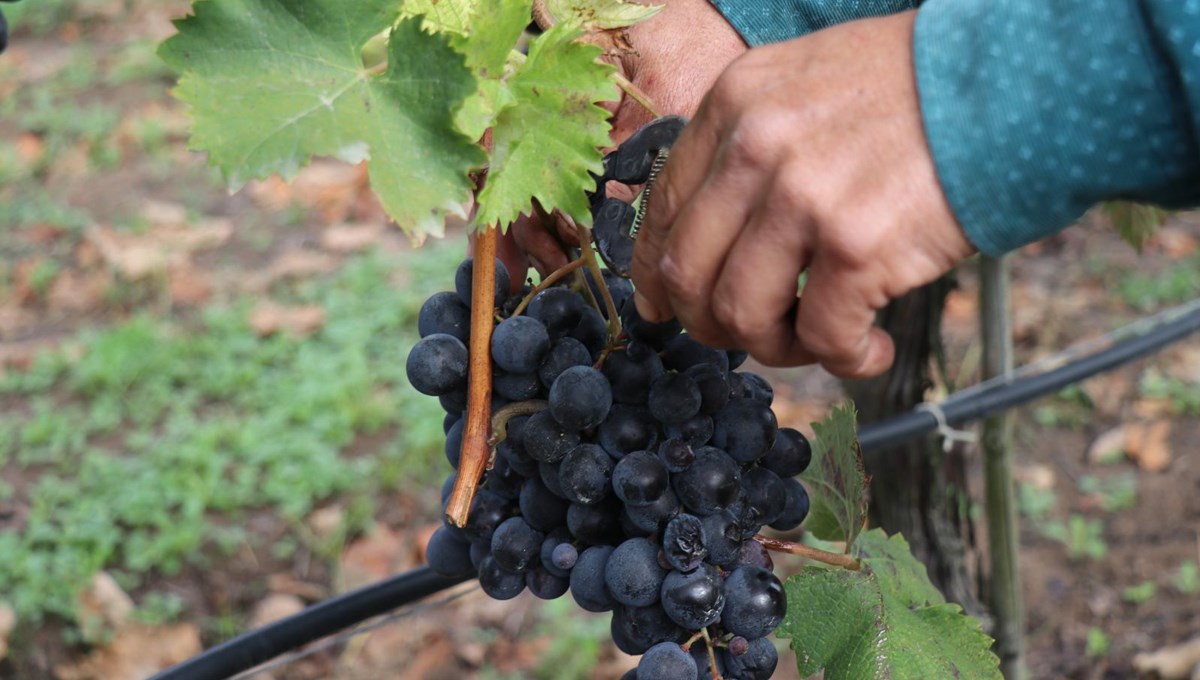 4 aydır devam eden üzüm hasadı çiftçinin yüzünü güldürmedi: Tarlada 2, markette 8 lira