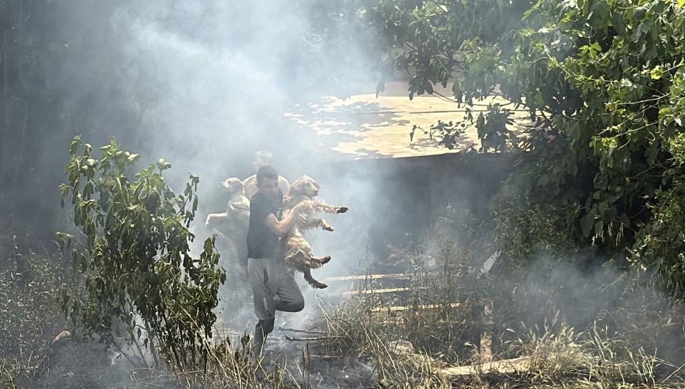 İki köpek için zamanla yarış