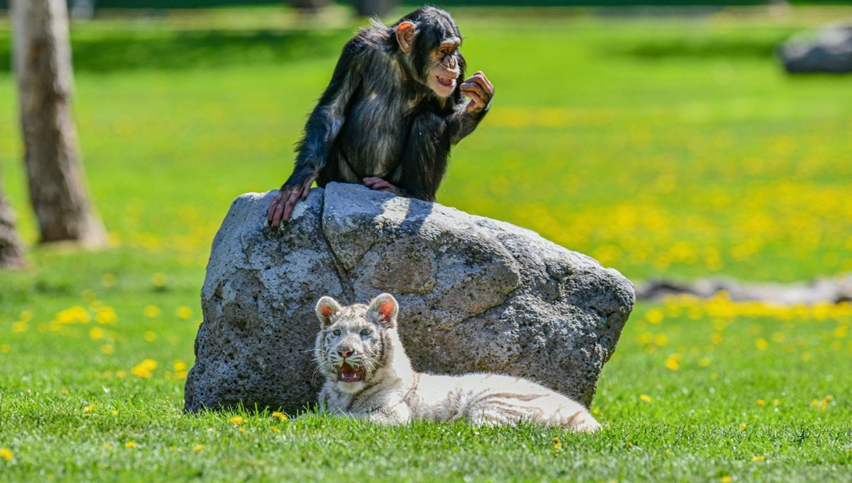10 bin doğumda bir rastlanabilen albino Bengal kaplanı yavrusu yeni yuvasında