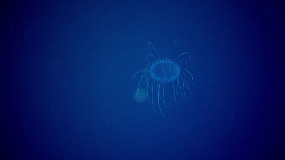 Okyanusun 700 metre altında yaşıyor: Kırmızı denizanası bilim insanları tarafından ilk defa gözlemlendi - 7