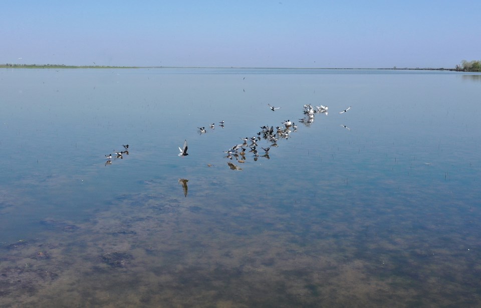 Kızılırmak Deltası Kuş Cenneti'ne yaz döneminde 50 binden fazla ziyaretçi - 2