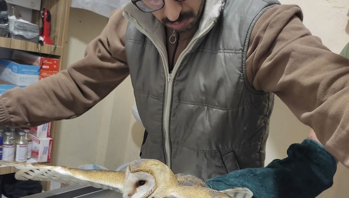 Yaban hayvanları doğaya salındı Yaban hayvanları doğaya salındı