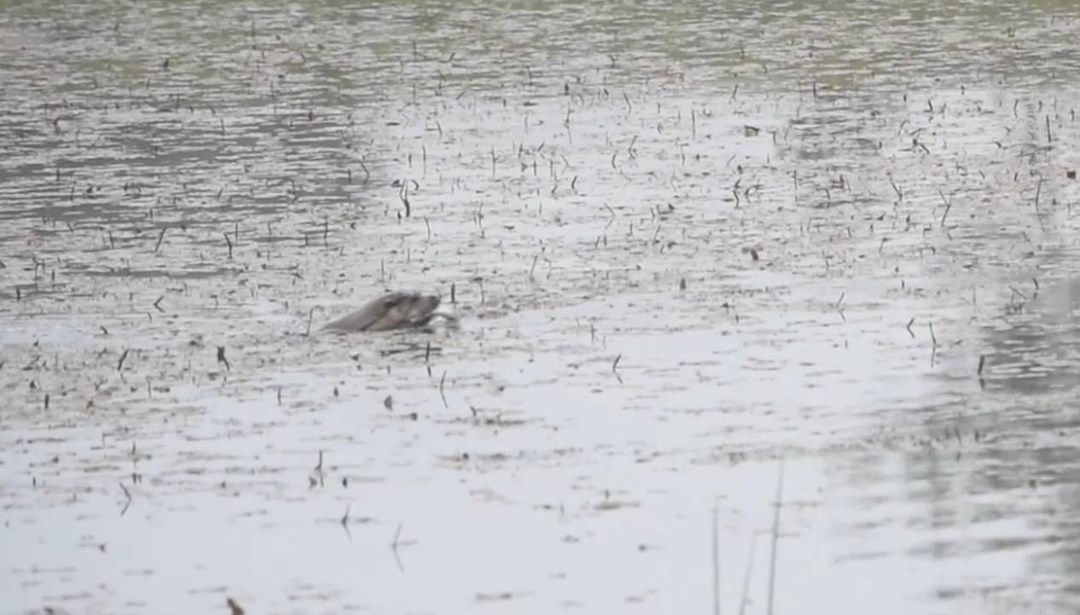 Bolu'da su samuru görüntülendi