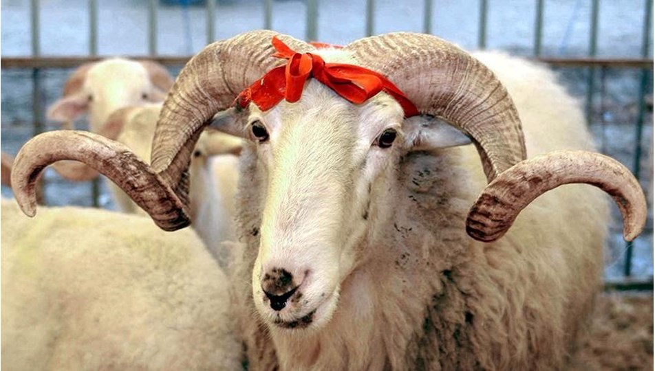 2025 Kurban Bayramı ne zaman? İşte gelecek yılın Kurban Bayramı günleri - Son Dakika Türkiye Haberleri | NTV Haber