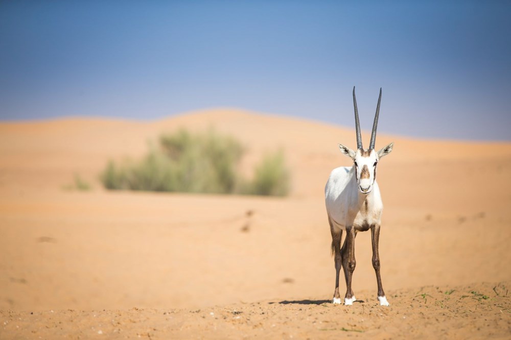 Yok oluştan dönüş: Bilim nesli tükenen hayvanları vahşi doğaya geri getiriyor - 6