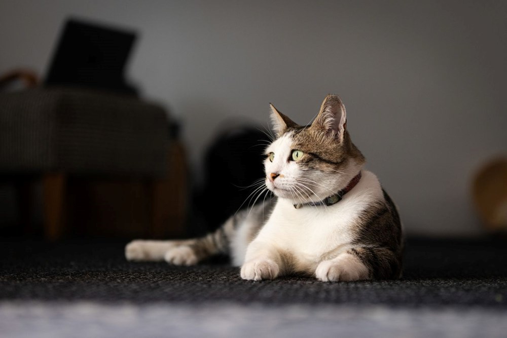 Narsistler Kedileri Sevmez mi: Kedi-Narsisist İlişkisinin İncelenmesi 74 iI0vpYlahUqTn8UEDKKRYQ