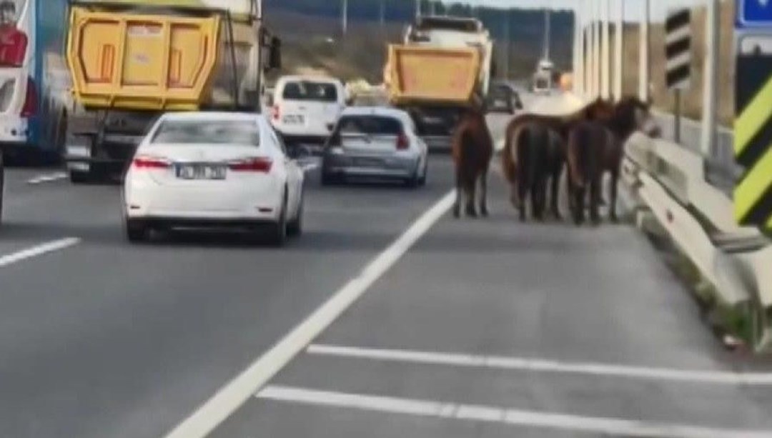 Trafikte başıboş atların yolculuğu kazayla bitti