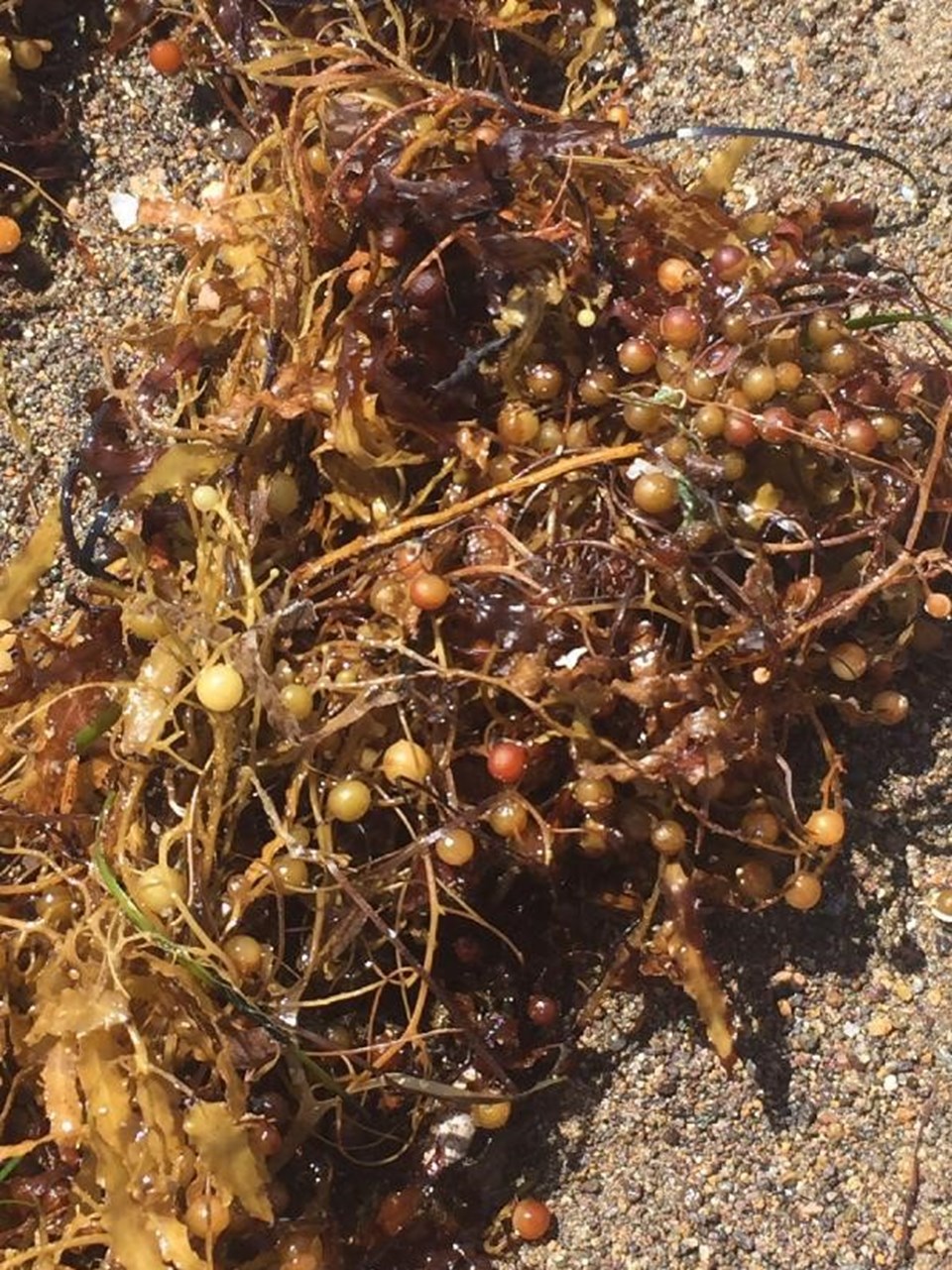 Dikili kıyılarında 'bozuk yumurta kokulu yosun': Ekosistem hızla çökebilir - 1